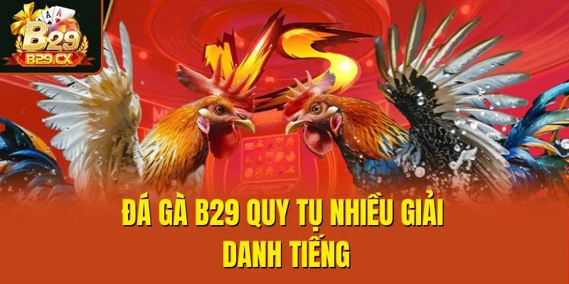 Đá gà B29 quy tụ nhiều giải danh tiếng